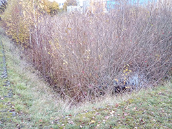 01 - Queis, Ringstraße